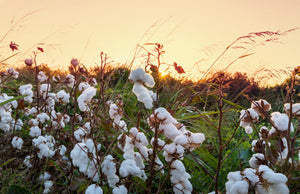 Why my momma’s cotton pickin’ story is a recipe for entrepreneurship